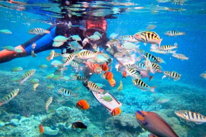 Bali: Snorkeling at Blue Lagoon and Tanjung Jepun with Lunch - What Makes This Tour Value-Rich