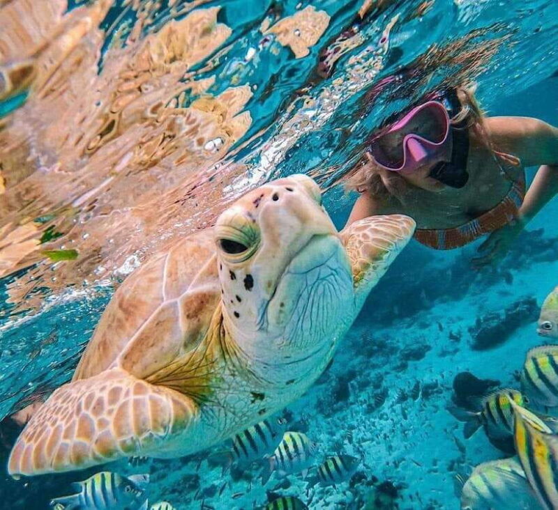 Bali : Snorkeling at two Spots with Lunch and transport - The Reviews Say It All