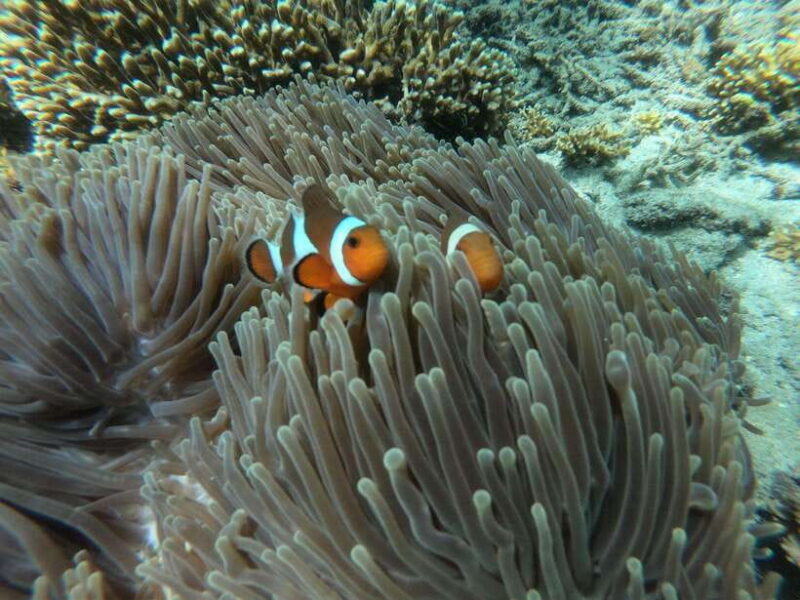 Bali Snorkeling: Blue Lagoon and Tanjung Jepun All Inclusive - Introduction: Why This Tour Might Be Your Bali Underwater Escape