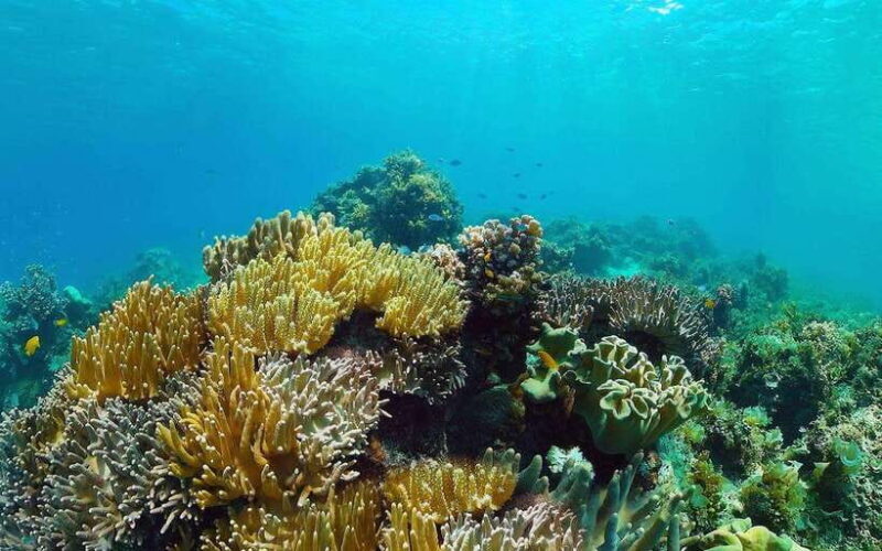 Bali: Snorkeling Tour with USAT Liberty Shipwreck - Key Points