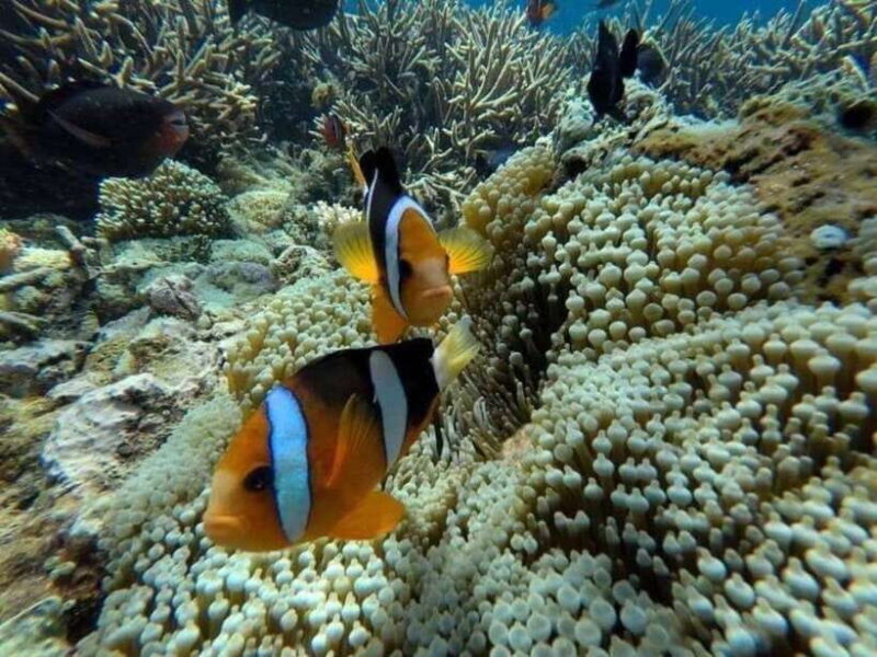 Bali: Snorkling Blue Lagoon Beach include Lunch & Transport - A Closer Look at the Blue Lagoon Snorkeling Tour