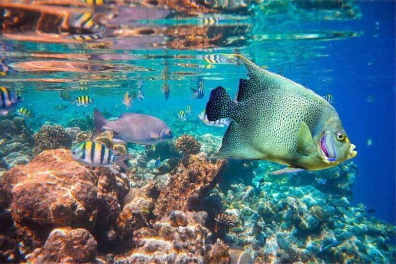 Bali: Snorkling Blue Lagoon Beach include Lunch & Transport - Who Should Consider This Tour?
