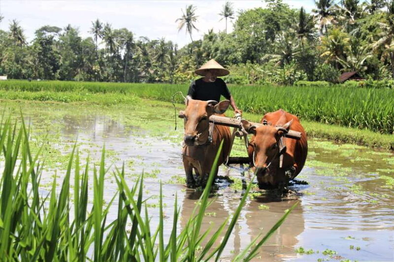 Bali: Subak Secrets Guided Tour with Farming Experience - A Practical Guide to the Bali Subak Secrets Tour