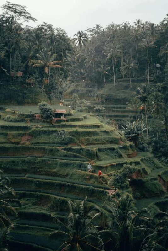 Bali: Sunrise Kintamani Jeep Tour with Monkey Forest - What’s Included and What’s Not  