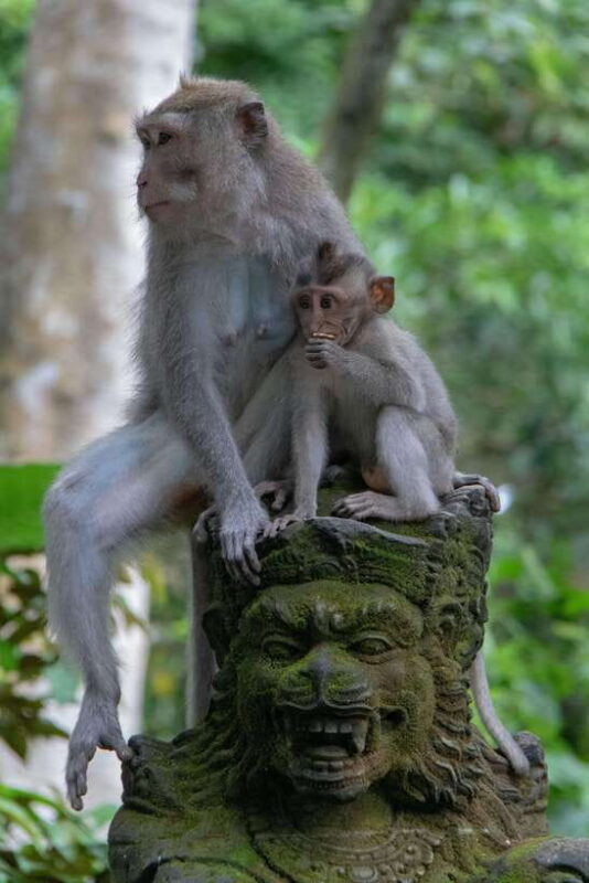 Bali: Sunrise Kintamani Jeep Tour with Monkey Forest - The Sum Up: Is This Tour Worth It?  