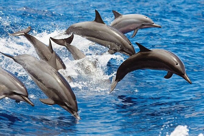 Bali Swim With Dolphin & Watching Sunrise, Banyumala Waterfall - Ulun Danu Beratan Temple