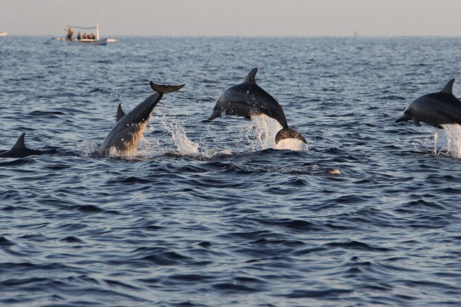 Bali Swim With Dolphin & Watching Sunrise, Banyumala Waterfall - Pickup Information