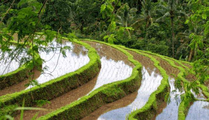 Bali: Tanah Lot, Jatiluwih Terrace, & Ulundanu Beratan Tour - Customer Ratings and Reviews