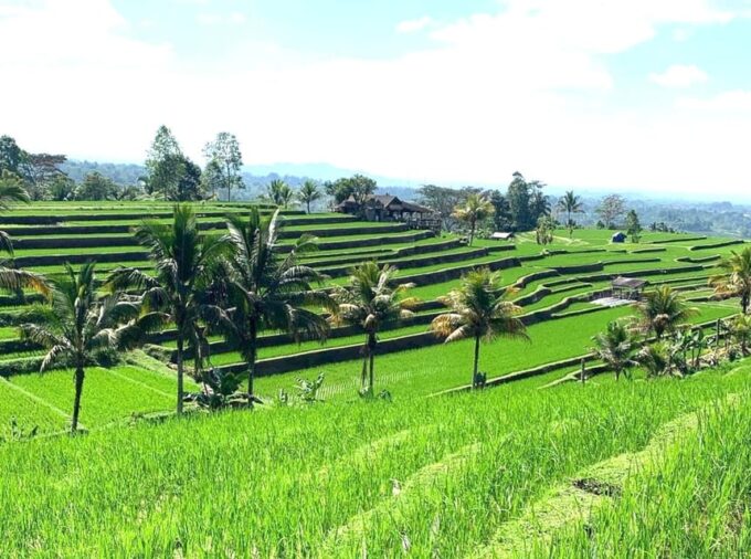Bali: Tanah Lot, Jatiluwih Terrace, & Ulundanu Beratan Tour - Frequently Asked Questions