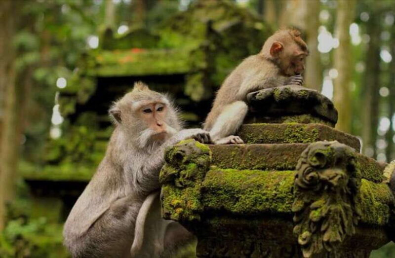 Bali: Tanah lot, Monkey Forest, Taman Ayun Sunset Tour - An Authentic Day of Bali’s Temples
