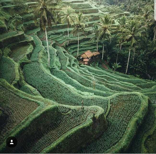 Bali: Tirta empul Temple, Rice terrace and Waterfall - The Sum Up