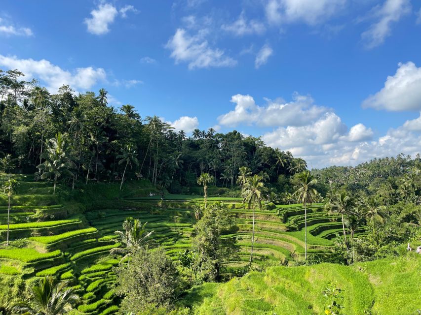 Bali Tops 3 Waterfalls - Temple And Rice Terrace - Tegallalang Rice Terrace