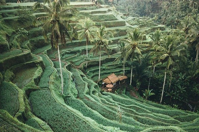 Bali Tour Customized With Local Guide - Booking Process and Options