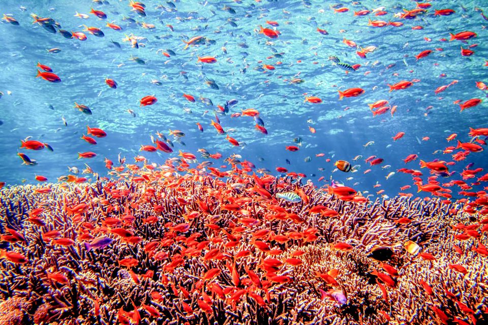 Bali: Tulamben Bay and the USAT Liberty Wreck Dive - Tulamben Bay and the Wreck Dive