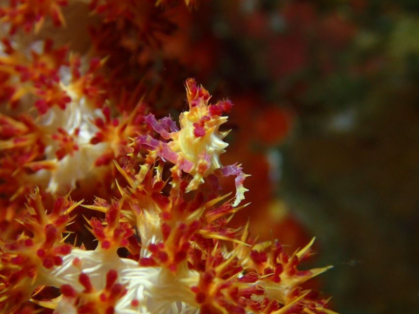 Bali: Tulamben Diving USAT Liberty Full Day With Transfer - Key Points