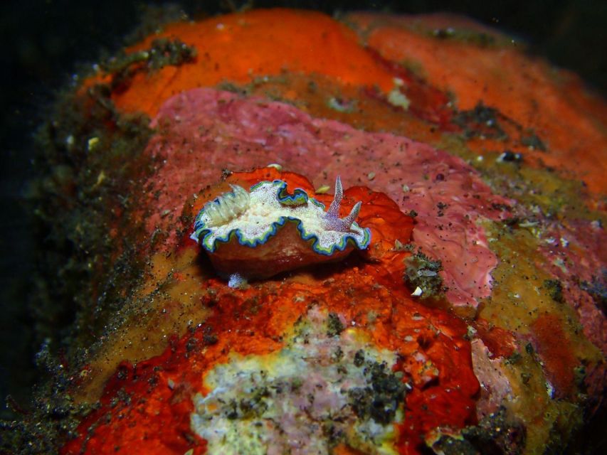Bali: Tulamben Diving USAT Liberty Full Day With Transfer - Inclusions