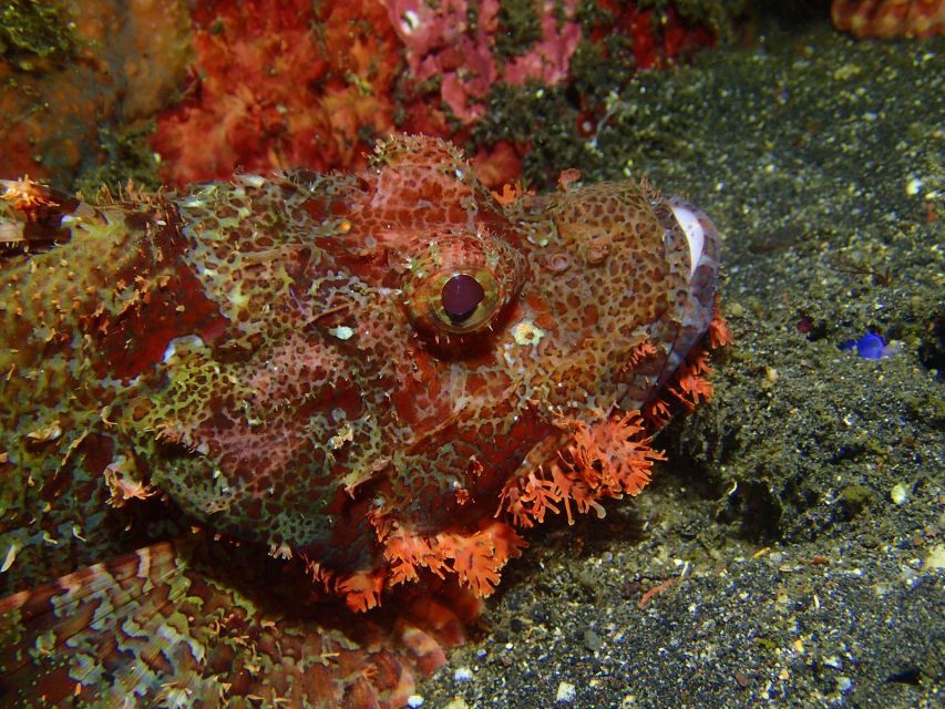 Bali: Tulamben Diving USAT Liberty Full Day With Transfer - Diving in Coral Garden