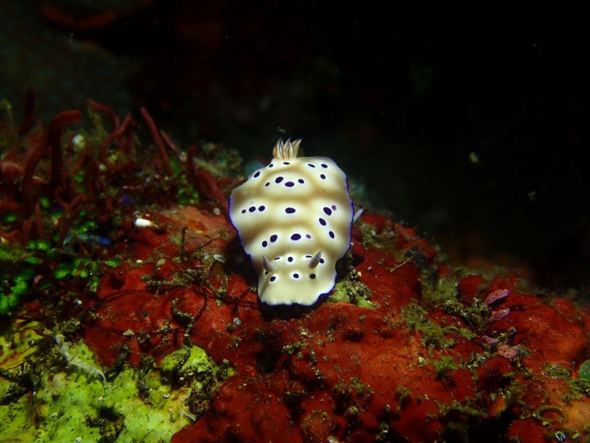Bali: Tulamben Diving USAT Liberty Full Day With Transfer - Frequently Asked Questions