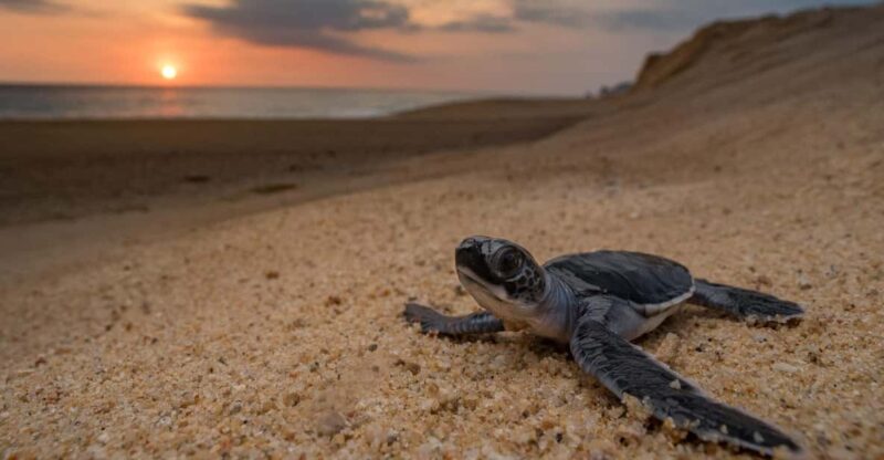 Bali: Turtle Conservation and Education Tour & Local Market - Good To Know