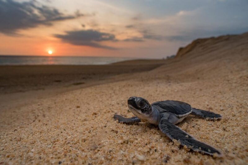 Bali: Turtle Conservation and Education Tour & Local Market - Turtle Conservation and Education Centre