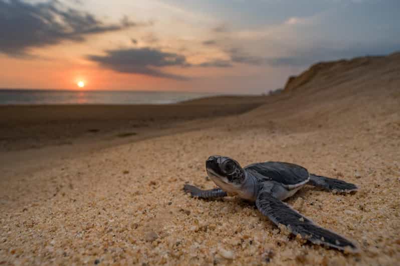 Bali: Turtle Conservation and Education Tour & Local Market - Itinerary Highlights