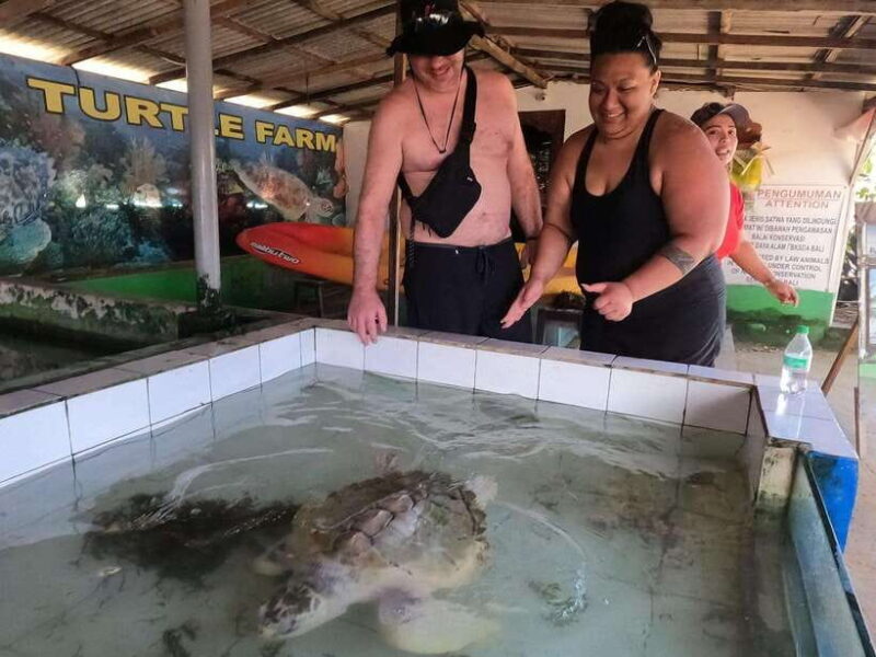 Bali : Turtle Conservation Center Tour option Release Turtle - Key Points