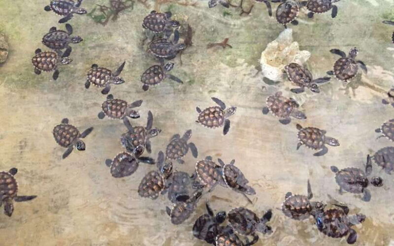 Bali : Turtle Conservation Center Tour option Release Turtle - Who Will Love This Tour?