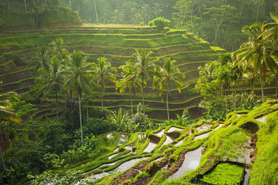 Bali: Ubud Full Day Private Tour - Itinerary Overview