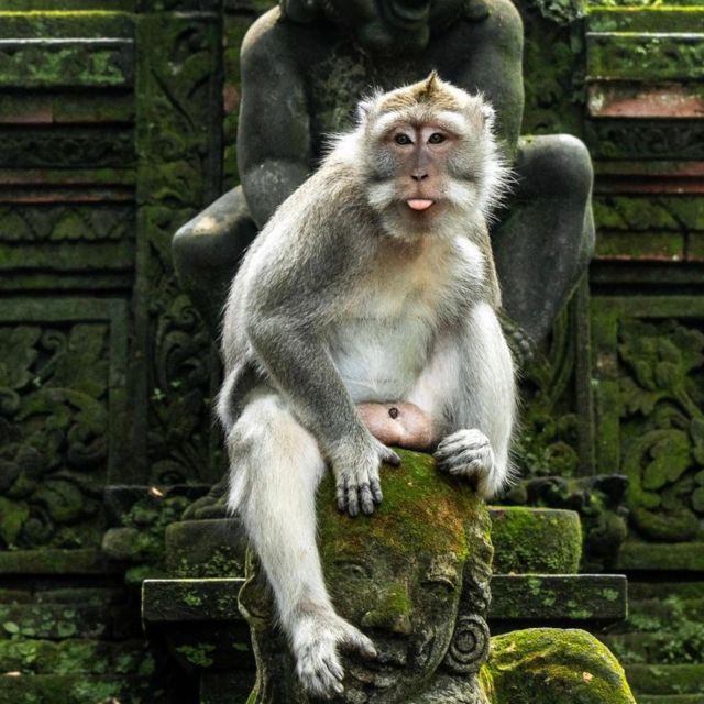 Bali: Ubud Highlights With Private Guide and Transfers - Key Points