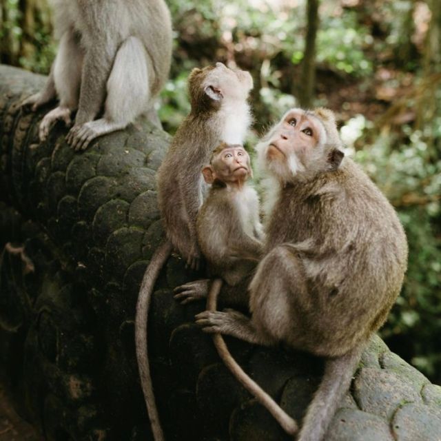 Bali: Ubud Highlights With Private Guide and Transfers - Detailed Itinerary