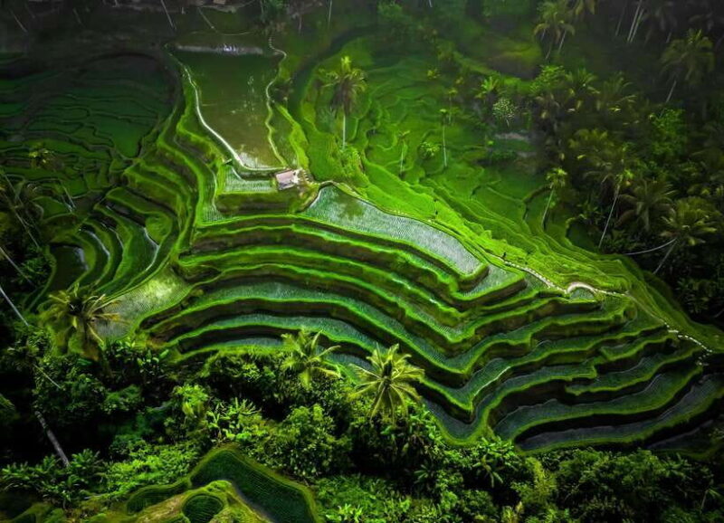 Bali/Ubud: Kanto Lampo Waterfall, Monkey Forest & Swing Tour - Who Will Love This Tour?
