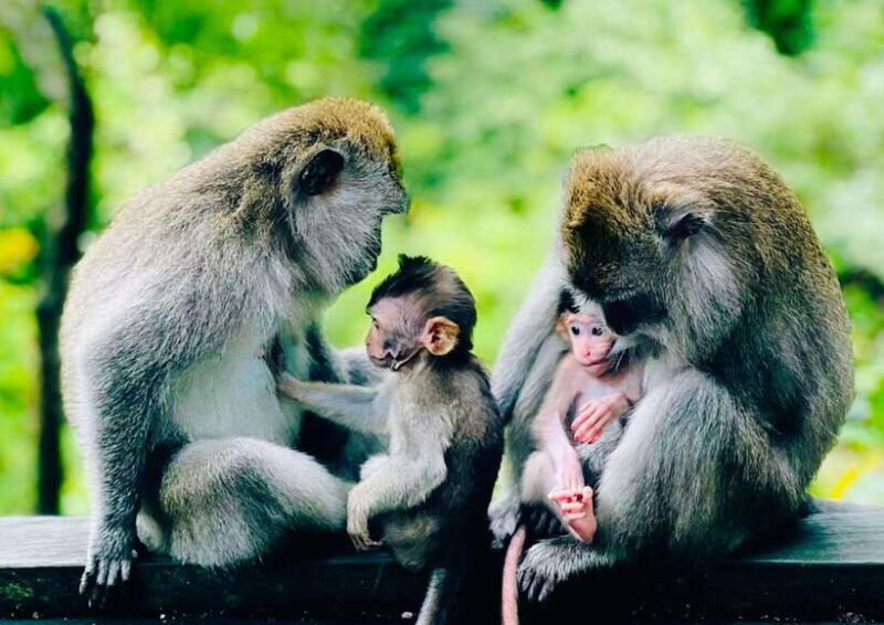 Bali/Ubud: Kanto Lampo Waterfall, Monkey Forest & Swing Tour - The Sum Up