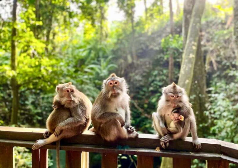 Bali/Ubud: Kanto Lampo Waterfall, Monkey Forest & Swing Tour - FAQ