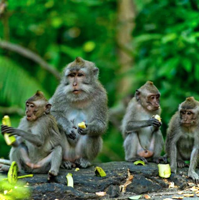 Bali: Ubud Monkey Forest, Rice Terraces, Temple, & Waterfall - Pickup and Dropoff