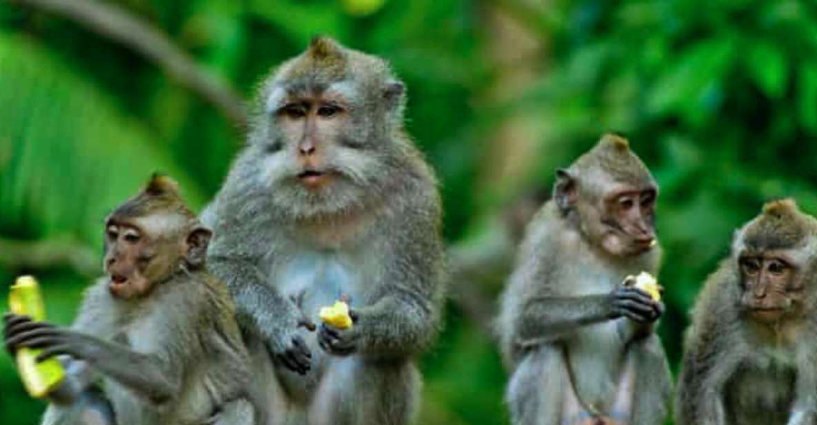 Bali: Ubud Monkey Forest, Rice Terraces, Temple, & Waterfall - Exploring Tegenungan Waterfall