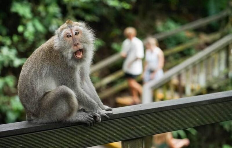 Bali: Ubud Nature Tour - Pickup and Drop-off Information