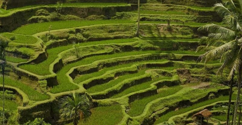 Bali: Ubud Nature Tour - Restrictions