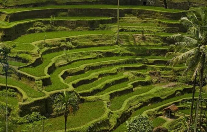 Bali: Ubud Nature Tour - Private Group Experience