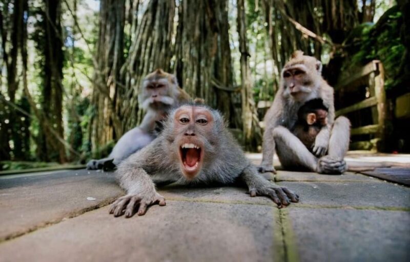 Bali: Ubud Nature Tour - Important Information
