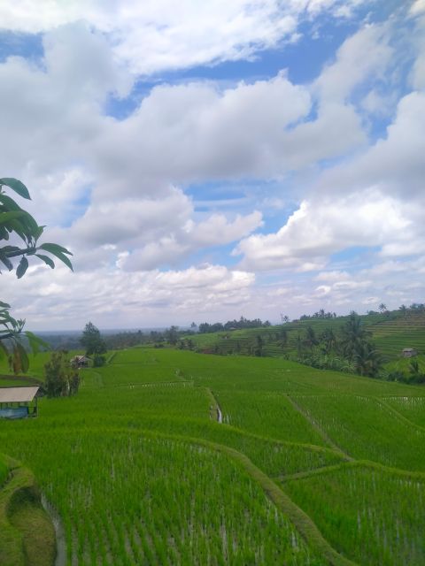 Bali Ubud Private Tour: Rice Terrace, Tirta Empul,Waterfalls - Additional Activities