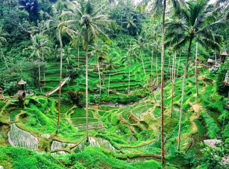 Bali: Ubud Private Tour With Monkey Sanctuary & Waterfall - Good To Know