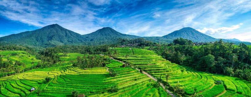 Bali: Ubud Private Tour with Waterfall - Forest - Rice field - An In-Depth Look at the Tour