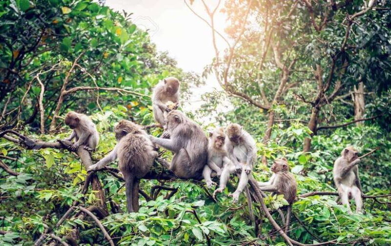 Bali: Ubud Private Tour with Waterfall - Forest - Rice field - The Sum Up: Who Should Book This Tour?