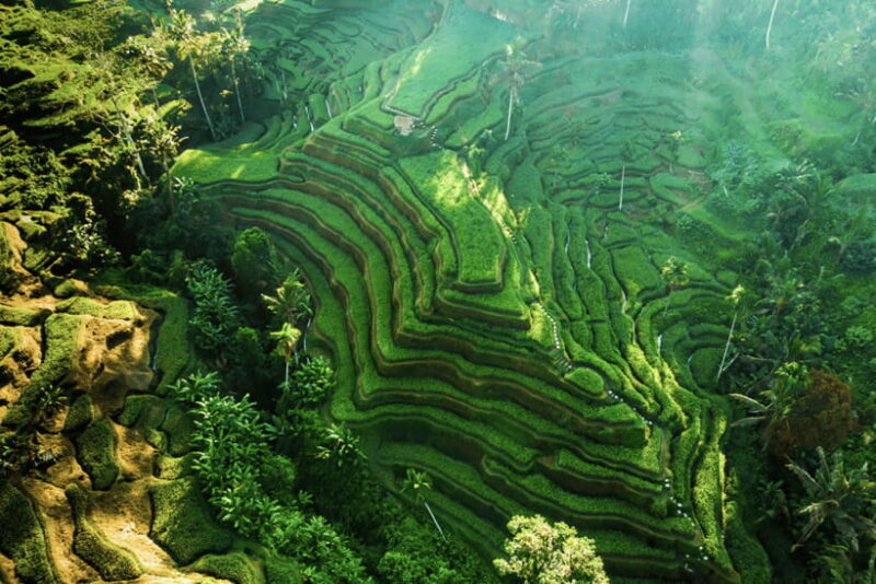 Bali: Ubud (Temple, Spring, Rice Terraces, & Waterfall) - Itinerary Breakdown: What to Expect