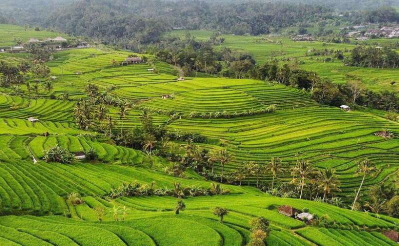 Bali : Ulun Danu Beratan Temple and UNESCO Rice Terrace Tour - An In-depth Look at the Tour Experience