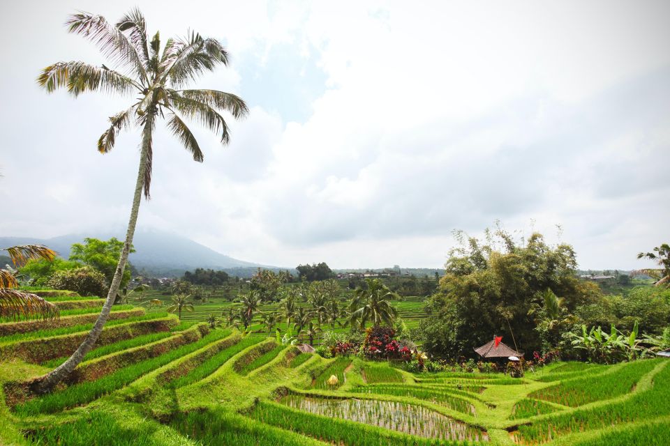 Bali: Water Temple, Waterfalls and Unesco Rice Terraces Tour - Tour Itinerary