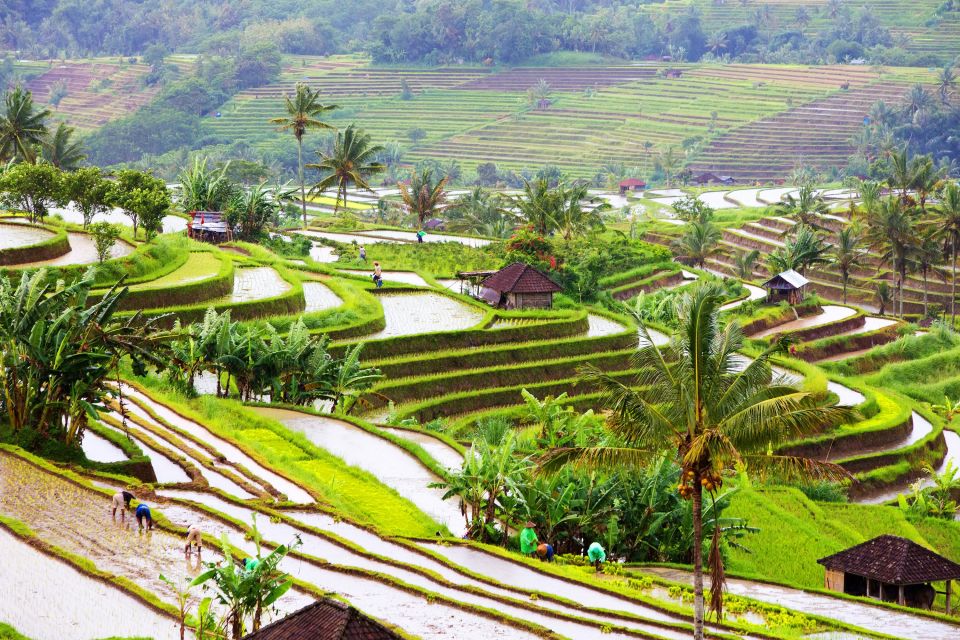 Bali: Water Temple, Waterfalls and Unesco Rice Terraces Tour - Wanagiri Hidden Hill