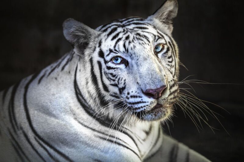 Bali Zoo Entrance Ticket - Bali Zoo Entrance Ticket: A Close-Up Look at Balis Wild Side