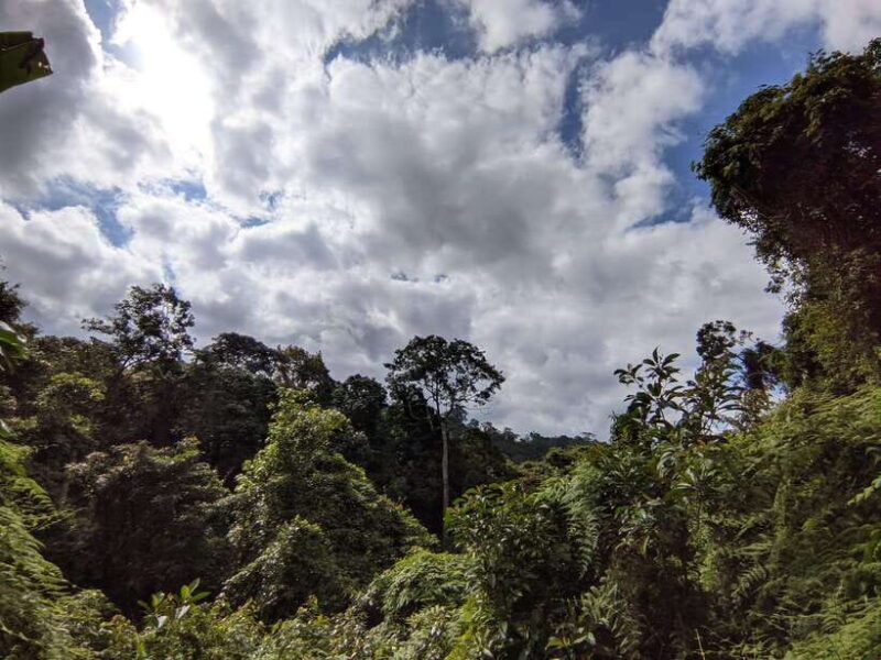 Balis Mystical Jungle Trek & Hidden Waterfall Adventure - Key Points