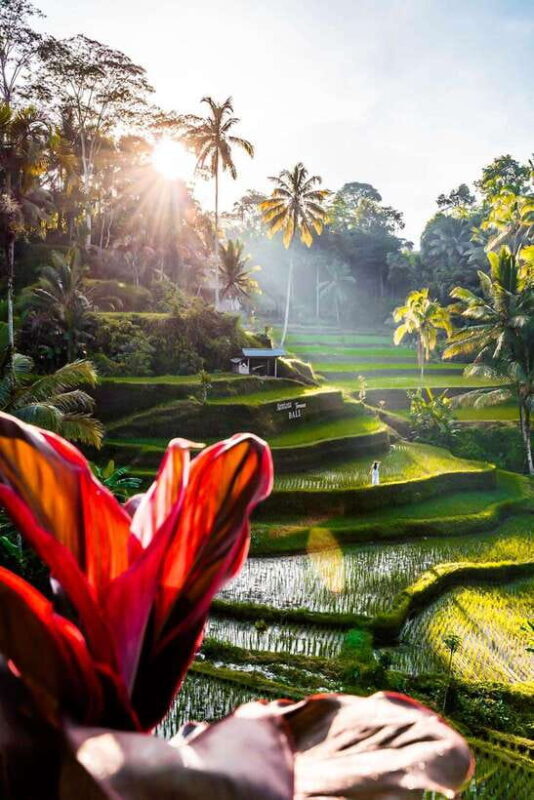 Bali:Tirta Empul, Kanto Waterfall & Rice Terrace local guide - Stop 3: Ubud Rice Terraces – Bali’s Iconic Landscape